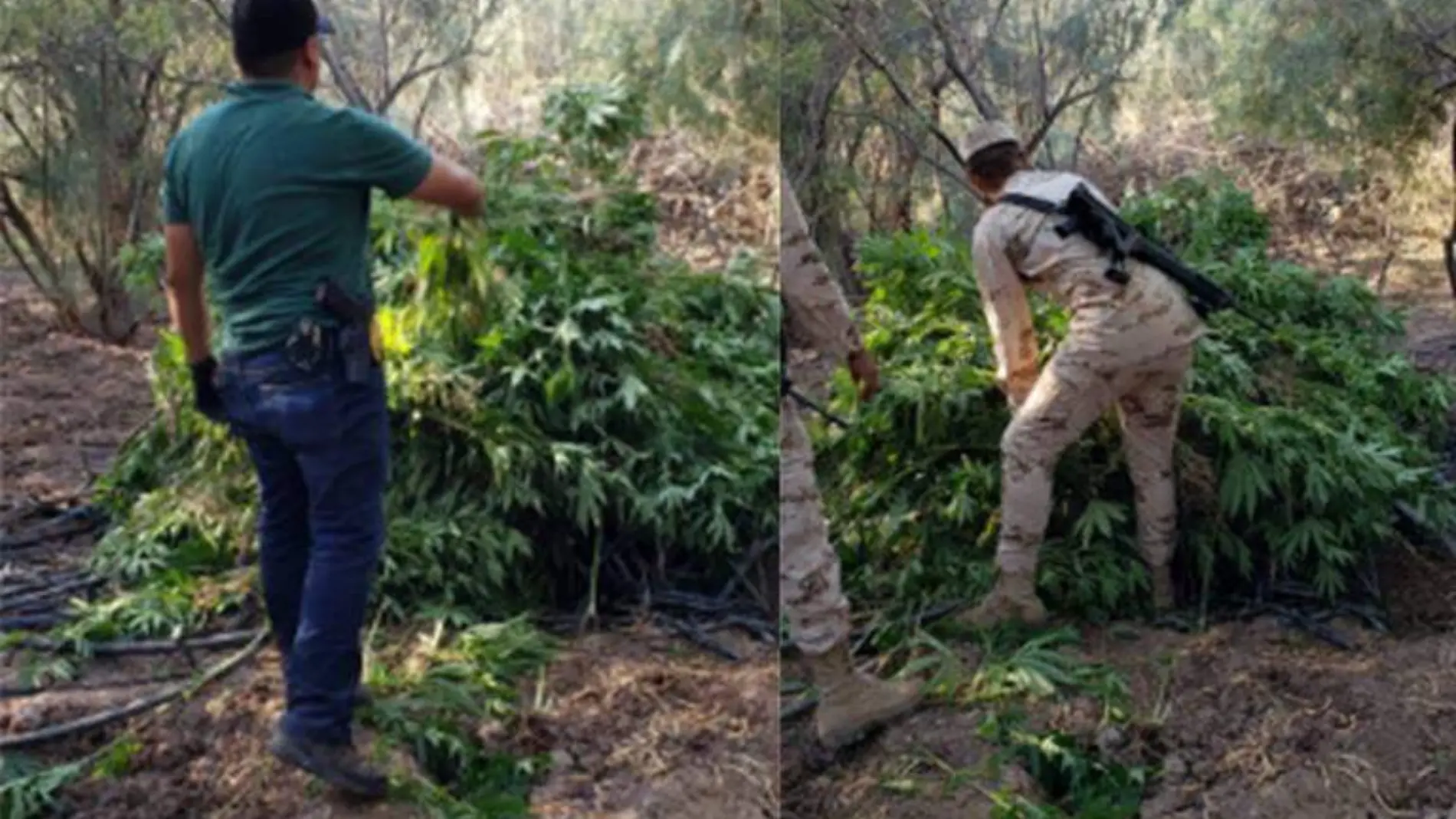 narcoplantio en mexicali